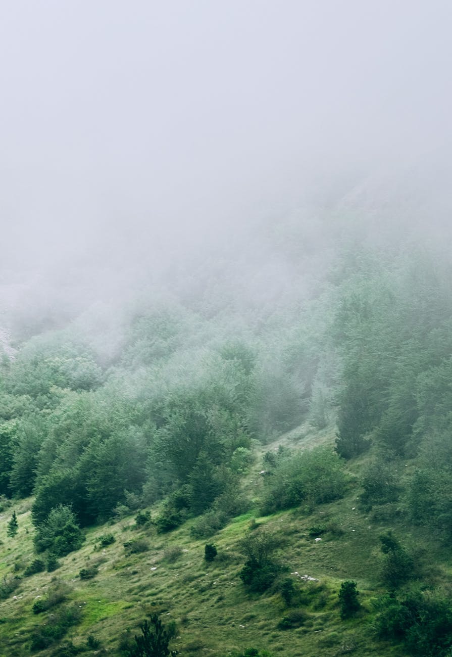Green, tree-filled hills covered with fog.